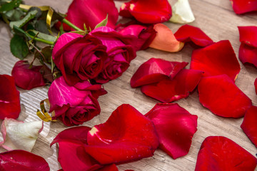 red rose with loose petals on desk background.