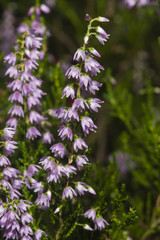 Wild Purple Common Heather, Calluna vulgaris, blossom close-up, selective focus, shallow DOF