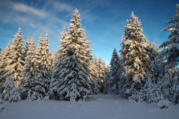 winter coniferous forest covered with snow in sunny day