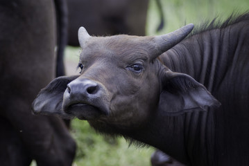 Buffalo