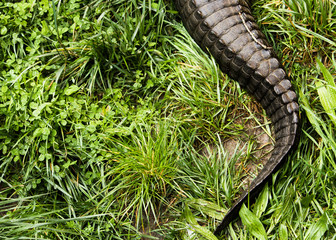 Obraz premium Alligator Tail