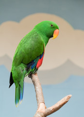 Colourful parrots bird sitting on the perch.