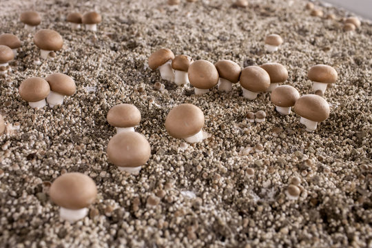 Mycelium Mushrooms champignons