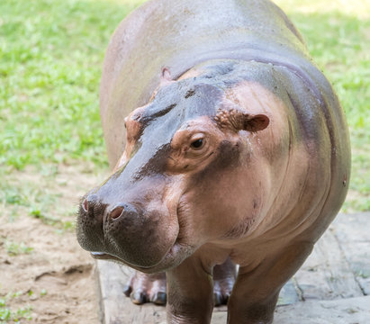 Sparring Hippos in zoo
