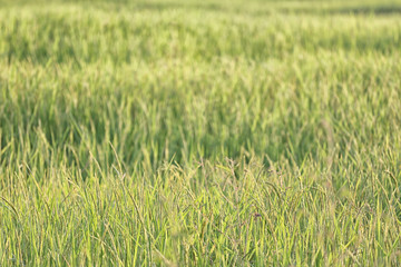 Rice plant near harvest time and evening sunlight.