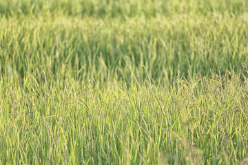 Rice plant near harvest time and evening sunlight.