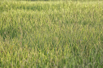 Rice plant near harvest time and evening sunlight.
