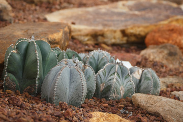 2016/12/01 タイチェンマイ植物園　砂漠岩場サボテン