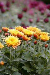 flowers in the garden