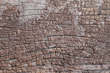Old wood texture.