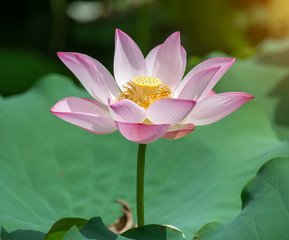 blooming lotus flower