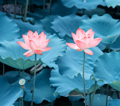 Fototapeta blooming lotus flower