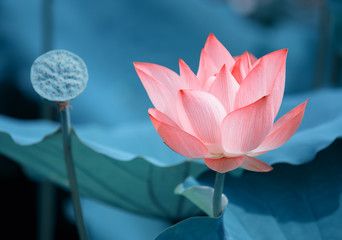 blooming lotus flower