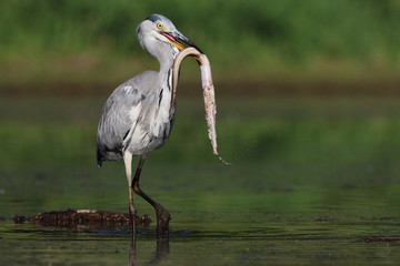 Grey Heron (Ardea cinerea) and the eel with green bush in the blurred background.