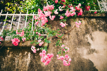 Fototapeta na wymiar pink roses on grunge wall