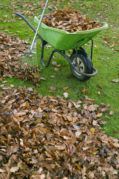 Raking up fallen oak leaves in late autumn Norfolk