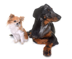 young beauceron and chihuahua