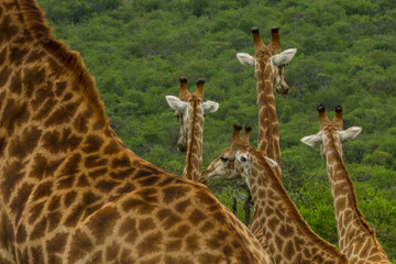 5 Giraffe
