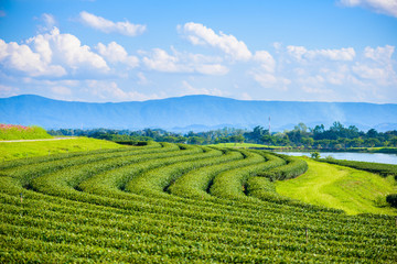 Green tea field with blue sky