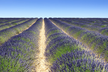 Lavenders in Provence