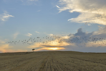 doğa,kuş sürüsü ve günbatımı manzarası