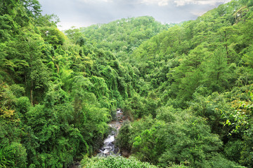 Forest landscape with Datanla waterfall