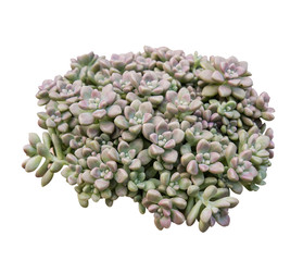 Miniature succulent plants isolated