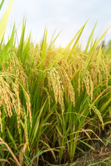 Paddy rice harvest