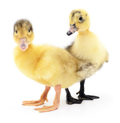 Two yellow ducklings.