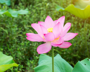 blooming lotus flower