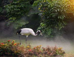 Red-Crowned crane in zoo © xiaoliangge