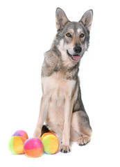 Saarloos wolfdog in studio