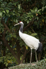 Naklejka premium Red-Crowned crane in zoo