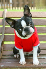 ボストンテリア