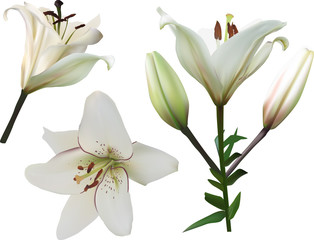 isolated white lily flowers set