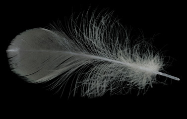 grey isolated on black fluffy feather