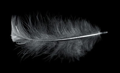 single light feather isolated on black