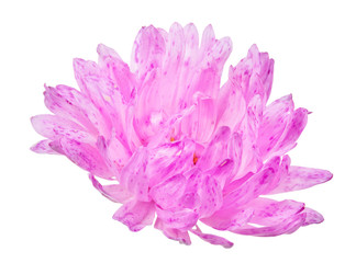 pink aster bloom on white