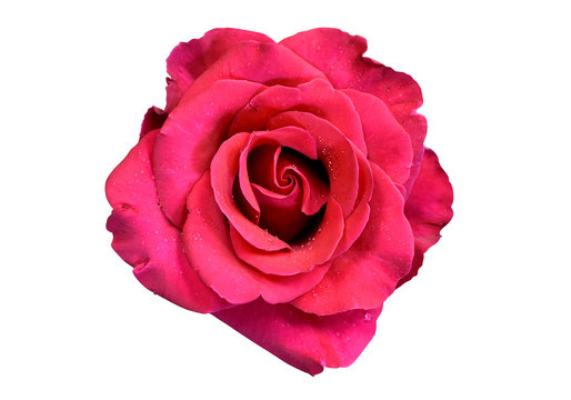 Beautiful red or shocking pink rose with droplet isolated on white background. 