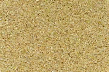 Japan Coarse rice background, Japan brown rice for eating healthy