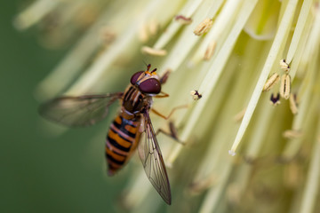 Hoverfly 