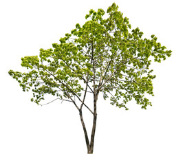 Obraz premium isolated spring young green maple tree