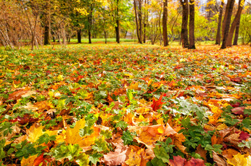 Fototapeta premium Autumn leaves carpet in the Catherine park in Tsarskoye Selo (Pushkin).