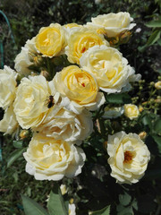 белые розы с пчелой