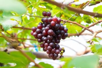 Grapes in vineyard