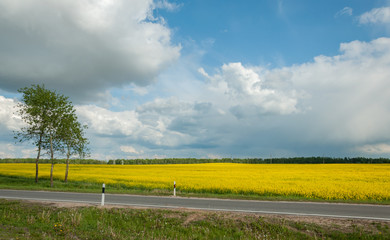 agricultural raps field across the road