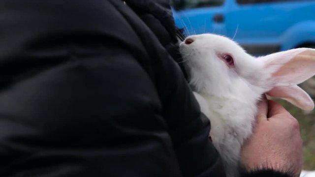 Stroking the bunny at hands
