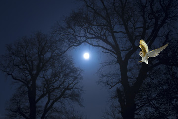 Barn Owl hunting for rodents and moonlight night December