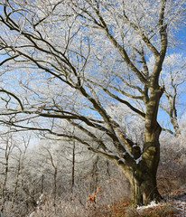 Fototapeta na wymiar Mighty Bare Beech Tree in Winter Covered by White Frost