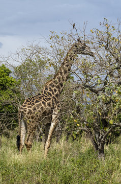 Girafe, Giraffa camelopardalis tippelskirchi, parc national d'Arusha,  Tanzanie